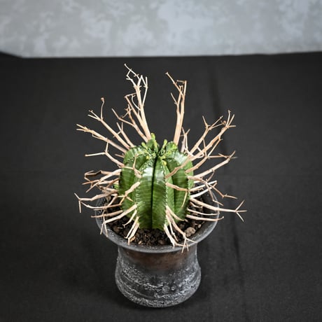 Euphorbia meloformis spp. Super Valida / ユーフォルビア スーパーバリダ 【雄株】【高木実生】 + 信楽焼
