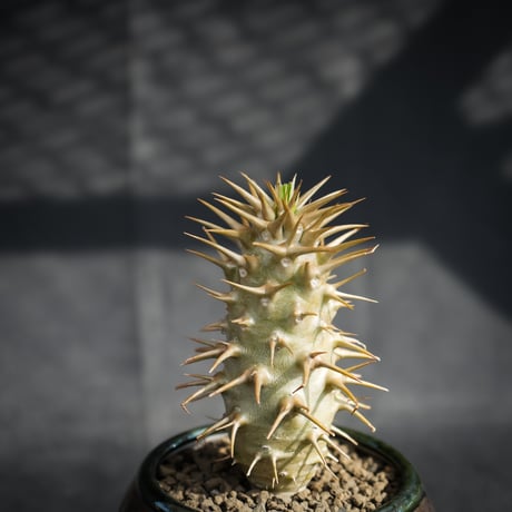 【Premium Line】 Pachypodium ambongense / パキポディウム アンボンゲンセ 【微発根】 + Vintage 【後藤 瑞葉】