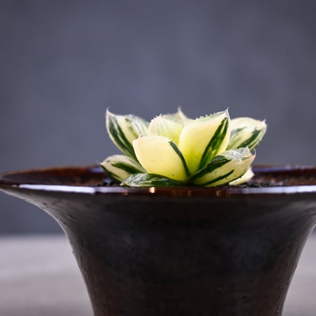 Haworthia 'Juliana' ( 'Mirrorball' X cooperi var. truncata variegated ) / ハオルチア ジュリアナ + 信楽焼