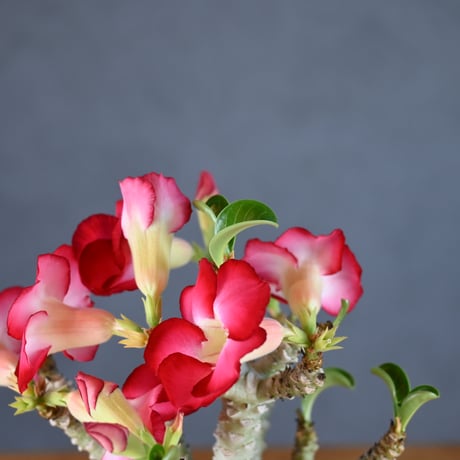 Adenium ' Medusa ' / アデニウム メデューサ 獅子葉 【発根済】