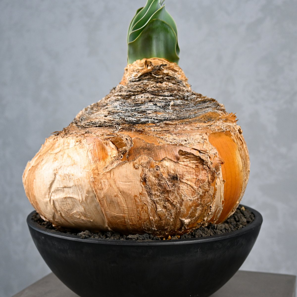 Boophane haemanthoides / ブーファン ハエマンソイデス 【発根済】 |