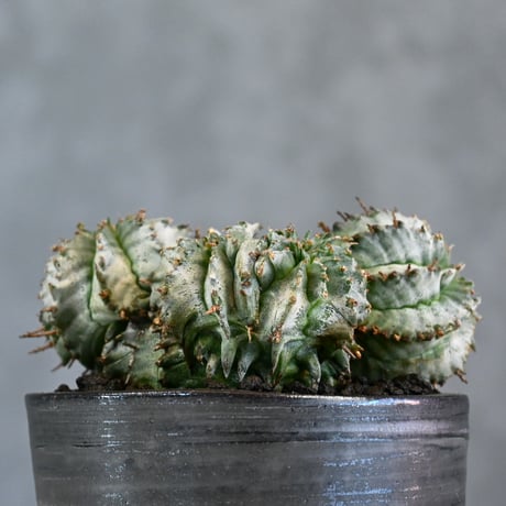 Euphorbia horrida f. monstrosa cristata / ユーフォルビア ホリダ 石化 綴化 (クリスタータ)【実生】+ 信楽焼