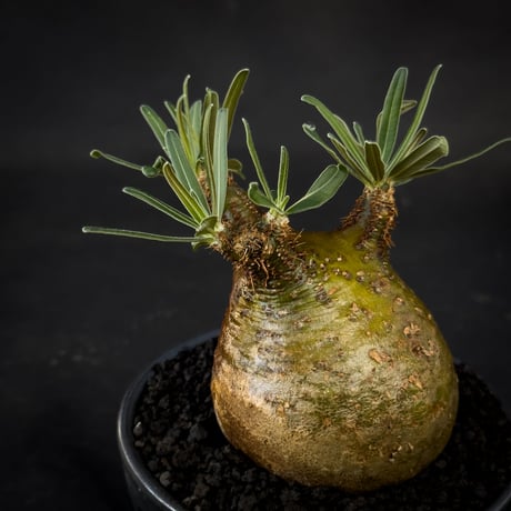 【Premium Line】 Pachypodium rosulatum var. gracilius / パキポディウム グラキリス 【微発根】+  MANGAN