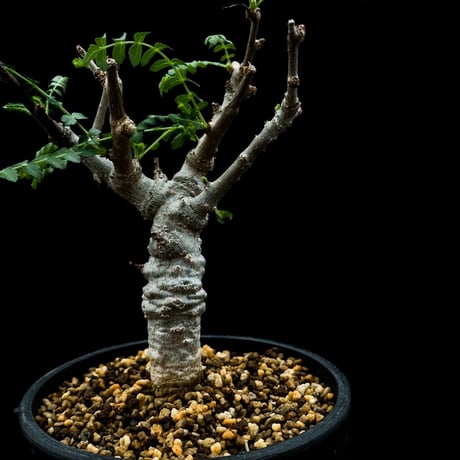 Boswellia neglecta / ボスウェリア ネグレクタ 【微発根】