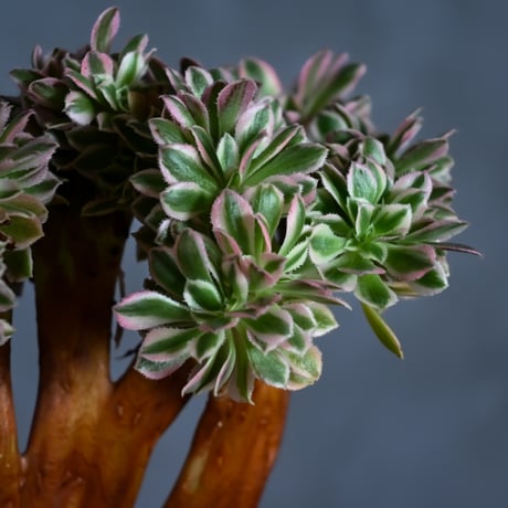 Aeonium arboreum f. variegated 'Pink Witch' f. cristata / アエオニウム 錦 'ピンクウィッチ' クリスタータ (綴化) 【自根】+ 信楽焼鉢