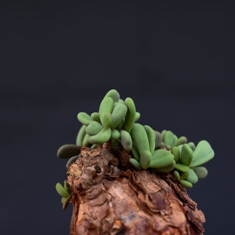 Ceraria pygmaea / ケラリア ピグマエア 【発根済】 [雌雄未判別]