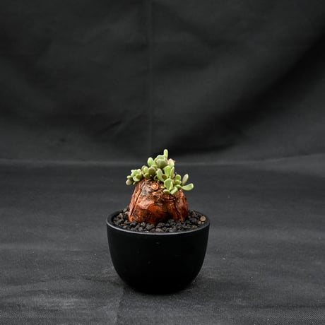 Ceraria pygmaea / ケラリア ピグマエア 【発根済】 [雌雄未判別]