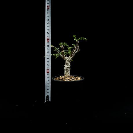 Boswellia neglecta / ボスウェリア ネグレクタ 【微発根】