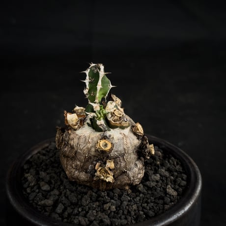 【Premium Line】 Euphorbia mlanjeana / ユーフォルビア ムランジーナ 【微発根】 + 万山鉢