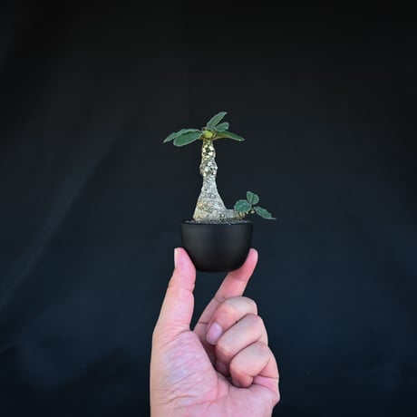 Dorstenia foetida / ドルステニア フォエチダ 【発根済】