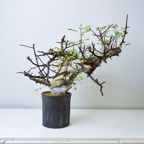 【PL】Commiphora kataf ver. turkanensis / コミフォラ カタフ ターカネンシス + 信楽焼 (微発根)