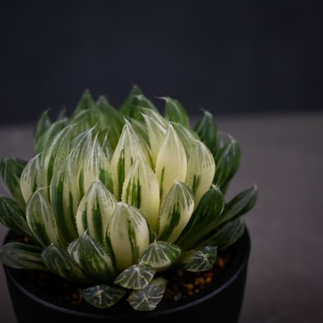 Haworthia cooperi 'Hanakocho' / ハオルチア オブツーサ 錦 花胡蝶