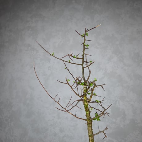 Commiphora myrrha / コミフォラ ミルラ 【微発根】