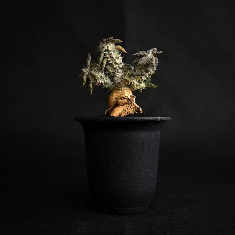 Euphorbia tulearensis / ユーフォルビア トゥレアレンシス 【発根済】