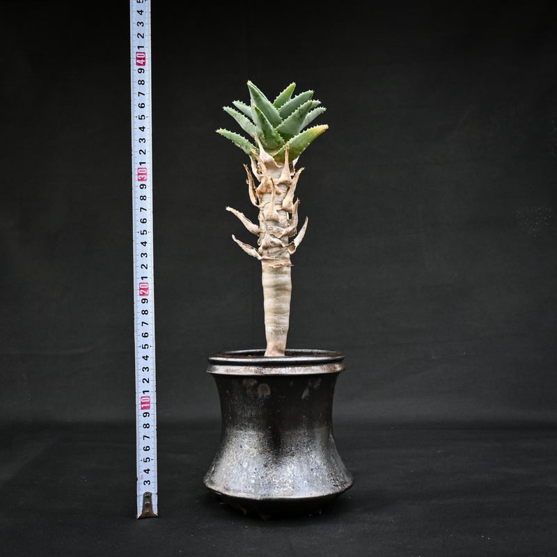 種10粒 Aloe pillansii アロエ ピランシー アロエ ピランシー 10粒 アロエ・ピランシー Aloe pillansii 種子
