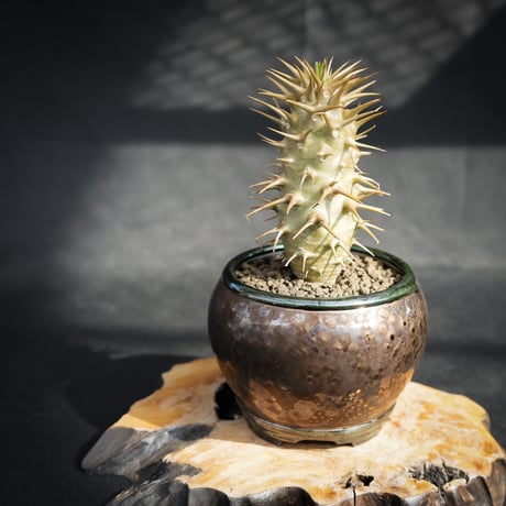 【Premium Line】 Pachypodium ambongense / パキポディウム アンボンゲンセ 【微発根】 + Vintage 【後藤 瑞葉】