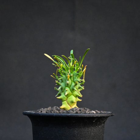 Euphorbia schoenlandii / ユーフォルビア スコエランディ 闘牛角【実生】