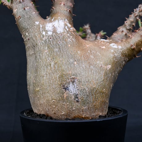 Pachypodium rosulatum var. makayense  / パキポディウム マカイエンセ 【発根済】