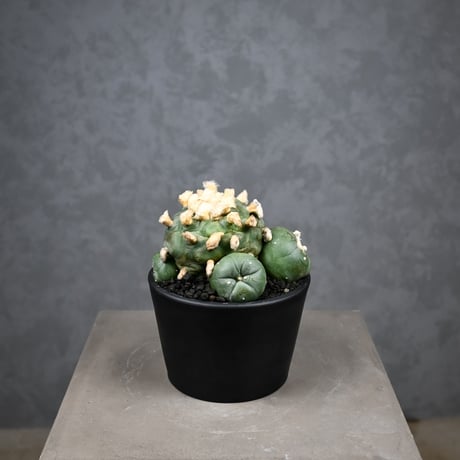Lophophora diffusa / ロフォフォラ ディフューサ 翠冠玉
