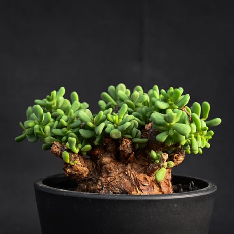 Ceraria pygmaea / ケラリア ピグマエア 【発根済】【雌雄未判別】