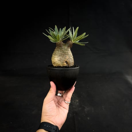 Pachypodium rosulatum var. gracilius / パキポディウム グラキリス 【微発根】