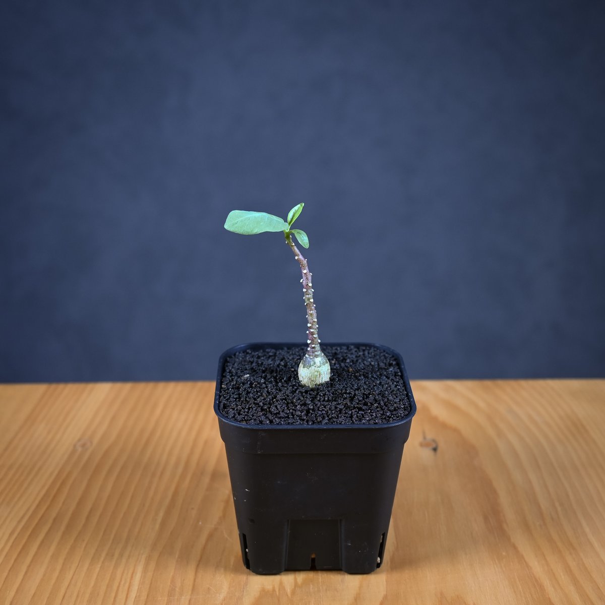 Adenia pechuelii / アデニア ペチュエリー 【実生】 | GREEN MON