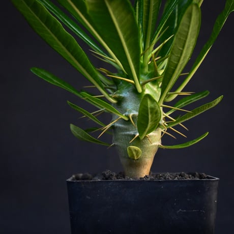 Pachypodium ambongense / パキポディウム アンボンゲンセ 【実生】