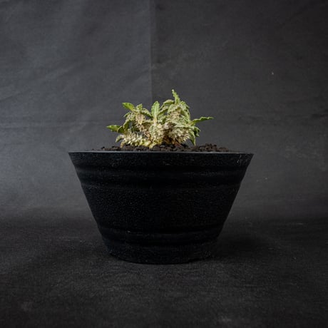 Euphorbia tulearensis / ユーフォルビア トゥレアレンシス 【発根済】