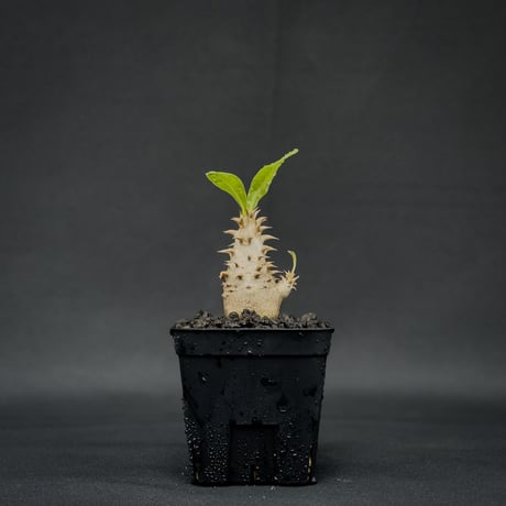 Pachypodium bicolor / パキポディウム ビカラー (バイカラー)【実生】