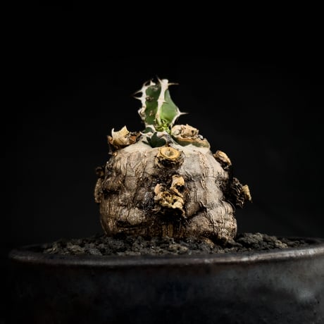 【Premium Line】 Euphorbia mlanjeana / ユーフォルビア ムランジーナ 【微発根】 + 万山鉢