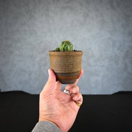 Euphorbia obesa hyb ’ Bonten ’ f. monstrosa  / ユーフォルビア オベサ 梵天 石化 【実生】 + 信楽焼