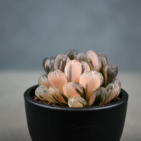Haworthia cooperi var. truncata 'Maihime' / ハオルチア 特ダルマ型 オブツーサ 錦 舞姫