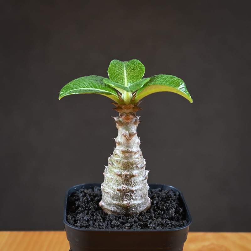 その他 OZWRT TheCaudexMan Baronii var Windsorii Pachypodium baronii var. windsorii / パキポディウム ウィ