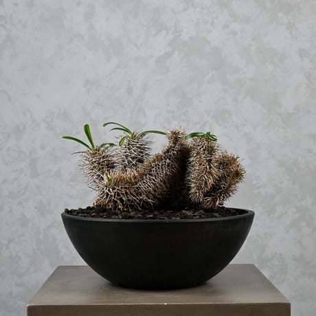 Pachypodium lamerei cristata / パキポディウム ラメリー クリスタータ 綴化 【自根】