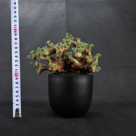 Monsonia multifida  (Sarcocaulon multifidum) / モンソニア ムルチフィダ (サルコカウロン ムルチフィズム) 【微発根】