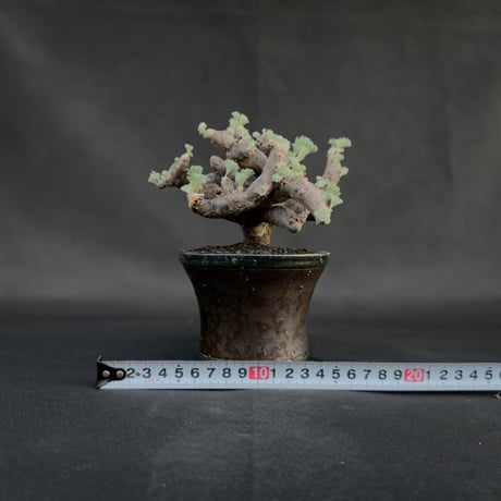 Monsonia multifida  (Sarcocaulon multifidum) / モンソニア ムルチフィダ (サルコカウロン ムルチフィズム) 【発根済】+ 鉢 : 後藤 瑞葉 氏