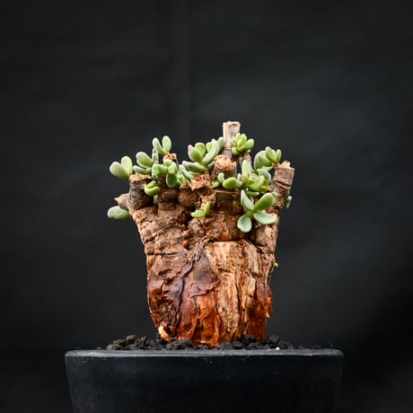 Ceraria pygmaea / ケラリア ピグマエア 【発根済】 [雌雄未判別]