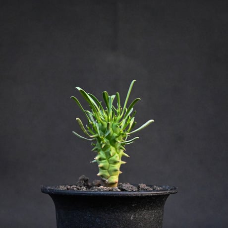 Euphorbia schoenlandii / ユーフォルビア スコエランディ 闘牛角【実生】