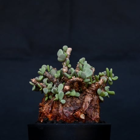 Ceraria pygmaea / ケラリア ピグマエア 【発根済】 [雌雄未判別]