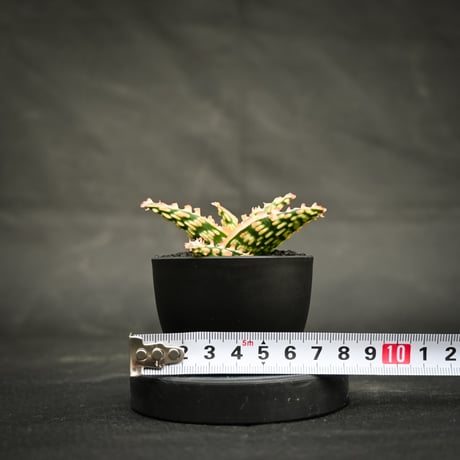 Aloe hybrid / アロエ ハイブリッド【微発根】