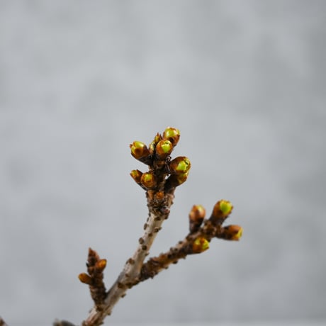【桜盆栽】 Cerasus serrulata 'Asahiyama' / サクラ '旭山' (朝日山) / アサヒヤマ + 信楽焼