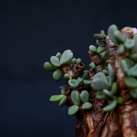Ceraria pygmaea / ケラリア ピグマエア 【発根済】 [雌雄未判別]