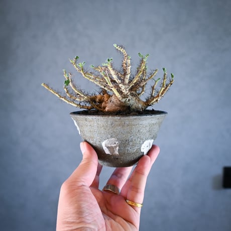 Jatropha marginata / ヤトロファ マルギナータ 【発根済】+ 信楽焼