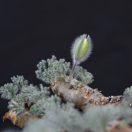 【Premium Line】 Monsonia multifida  (Sarcocaulon multifidum) / サルコカウロン ムルチフィズム 【微発根】+ 利休 -RIKYU-