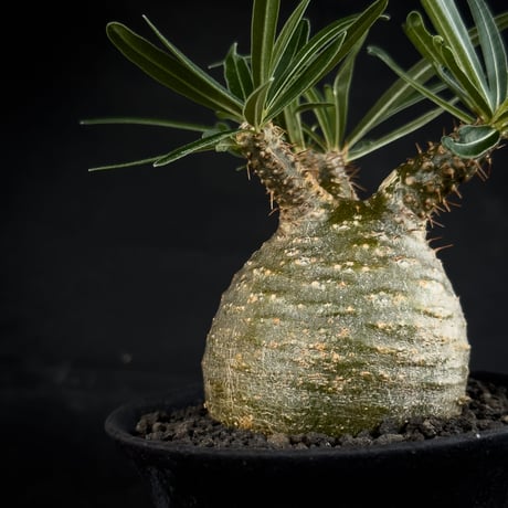 【Premium Line】 Pachypodium rosulatum var. gracilius / パキポディウム グラキリス 【微発根】+ 黒鉄【KUROGANE】
