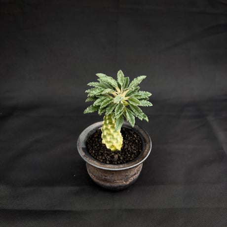 Dorstenia lavrani / ドルステニア ラブラニー 【微発根】 + 信楽焼