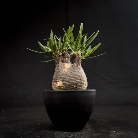 Pachypodium rosulatum var. gracilius / パキポディウム グラキリス 【微発根】