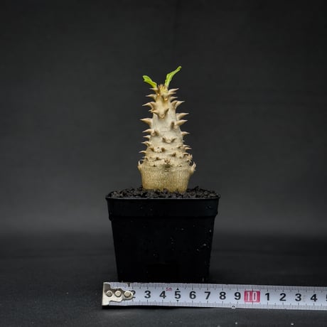 Pachypodium bicolor / パキポディウム ビカラー (バイカラー)【実生】