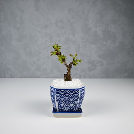 【桜盆栽】 Cerasus serrulata 'Asahiyama' / サクラ '旭山' (朝日山) / アサヒヤマ + 信楽焼
