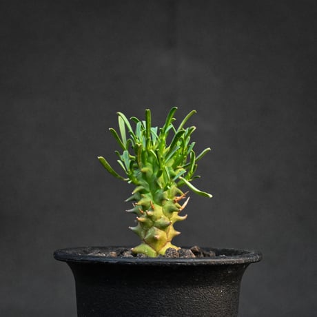 Euphorbia schoenlandii / ユーフォルビア スコエランディ 闘牛角【実生】